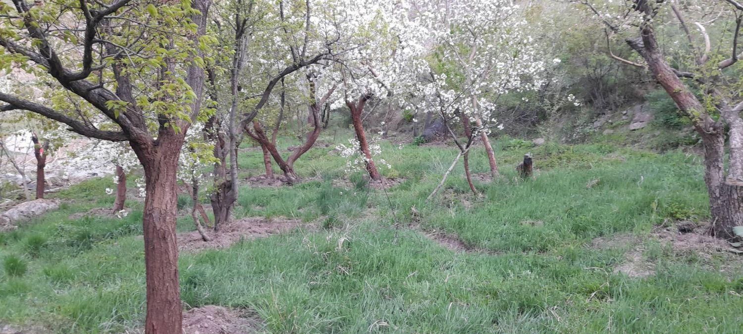 زمین باغ 900متر لواسان بزرگ  روستای جورد|فروش زمین و ملک کلنگی|تهران, نیروی هوایی (پیروزی)|دیوار