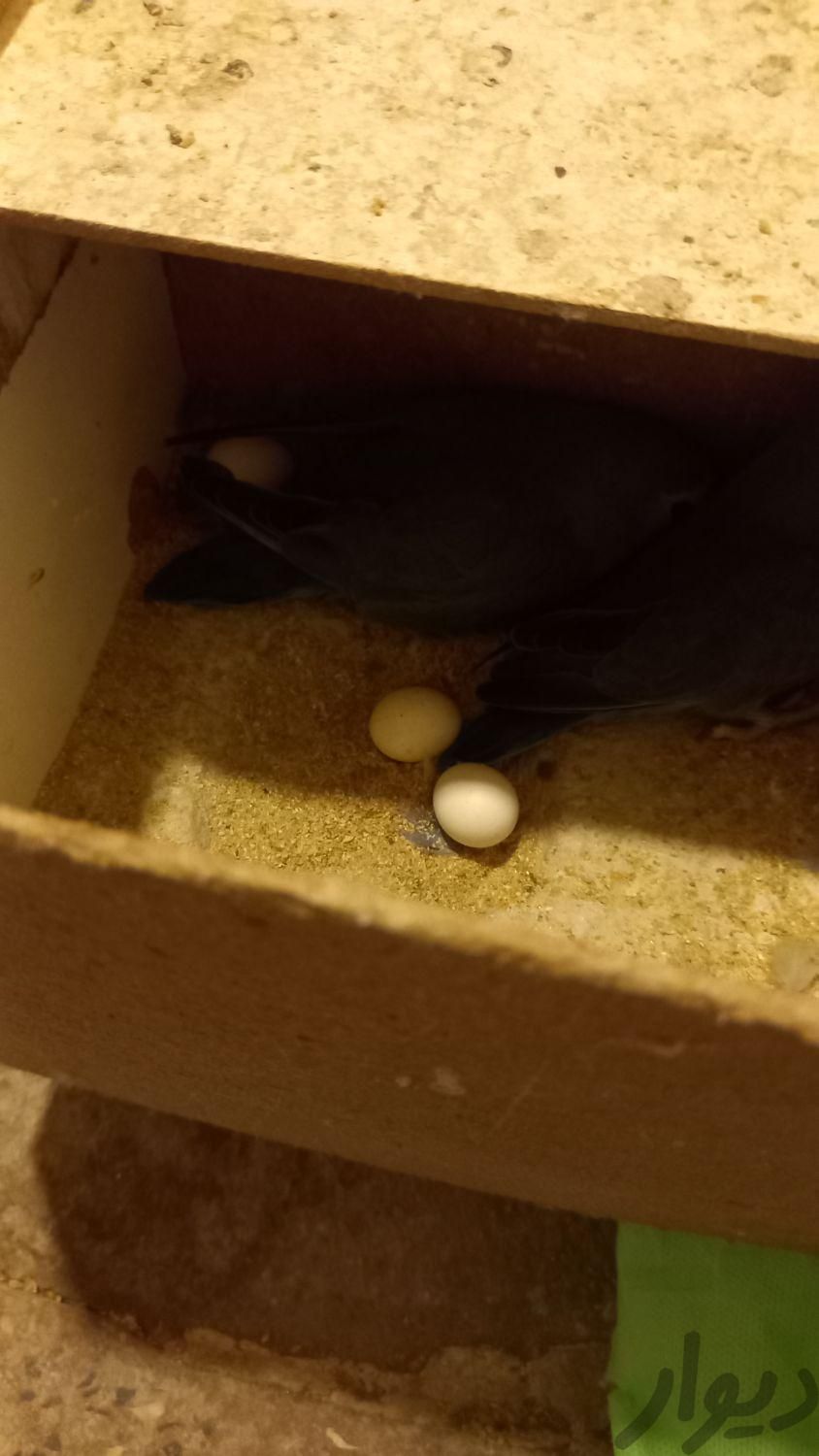 یک جفت طوطی برزیلی‌ مولد با 3تخم تضمینی|پرنده|ملایر, |دیوار