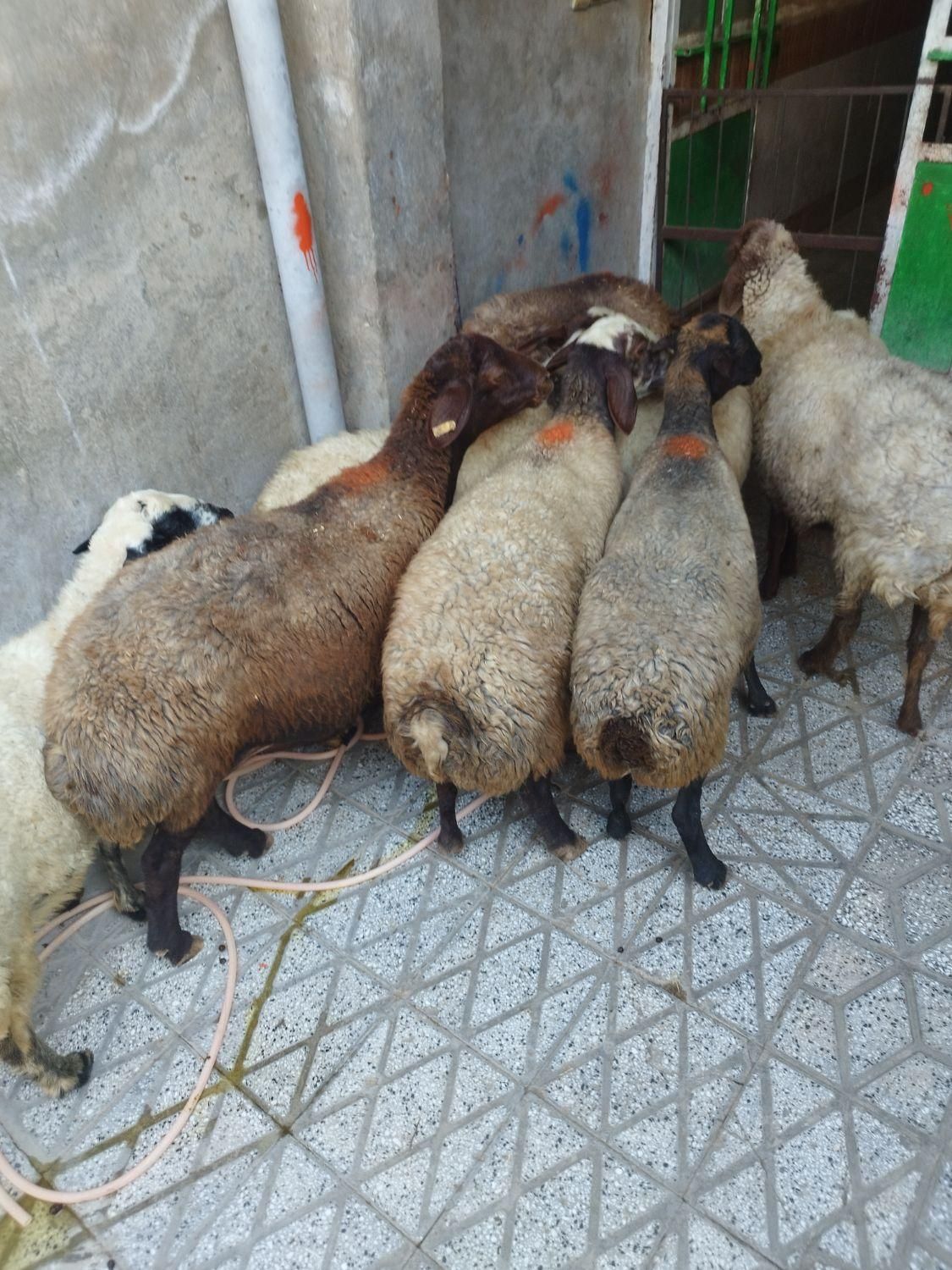 انواع گوسفند چاق چاق روغنیکشتاری|حیوانات مزرعه|بروجرد, |دیوار