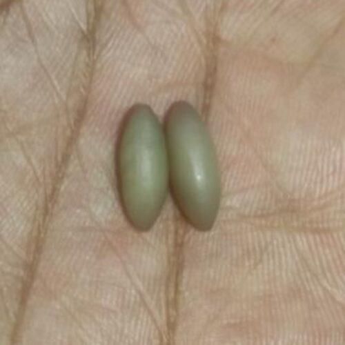مهره خاص . هندی اصیل|جواهرات|اصفهان, آزادان|دیوار