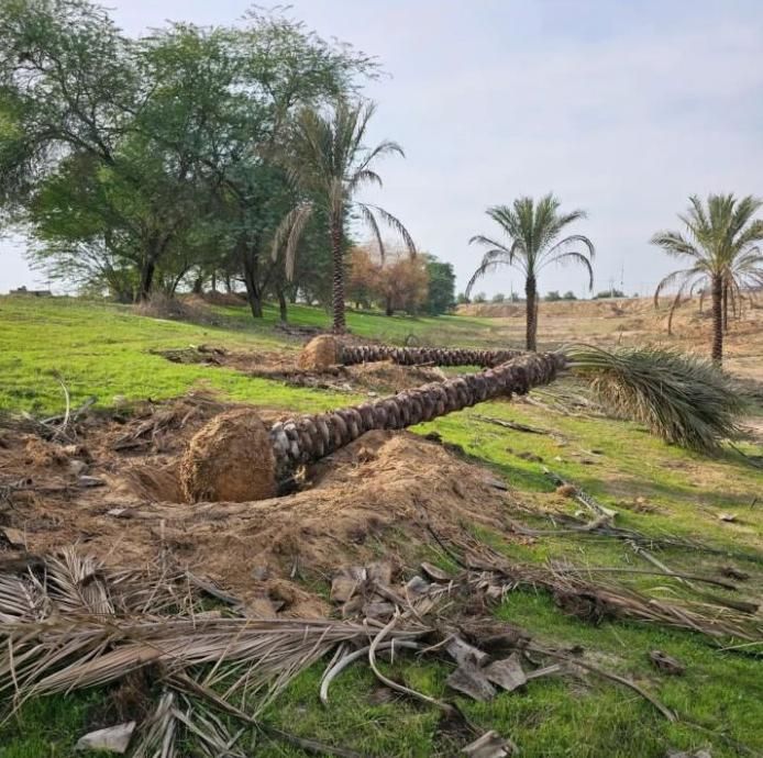 چابهار درخت نخل زیبا شکیل برای بوم‌گردی ویلا خانه|گل و گیاه طبیعی|چابهار, |دیوار