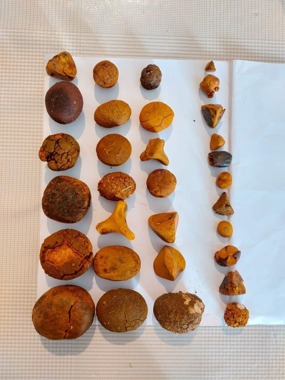 سنگ صفرا گاو در سراسر کشور خریداریم|بدلیجات|تهران, مهران (سیدخندان)|دیوار