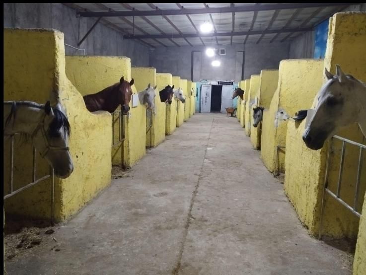 اسب سواری و باشگاه سوارکاری|اسب و تجهیزات اسب‌سواری|تبریز, |دیوار