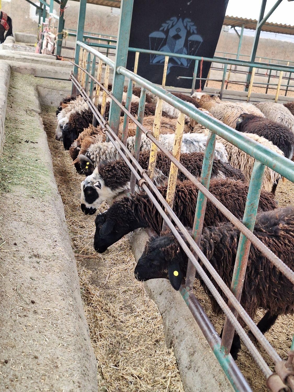 گوسفند فردیس، بنفشه ،۱۱۰،شهرک ناز،وحدت زنده|حیوانات مزرعه|کرج, شهرک بنفشه|دیوار