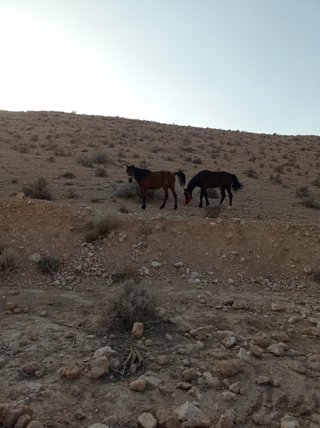 اسب مادیون دره شوری|اسب و تجهیزات اسب سواری|جهرم, |دیوار