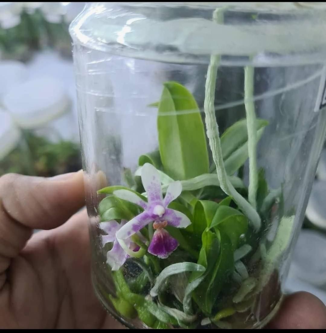 کشت tissue culture، کشتبافت|گل و گیاه طبیعی|تهران, سرو آزاد|دیوار