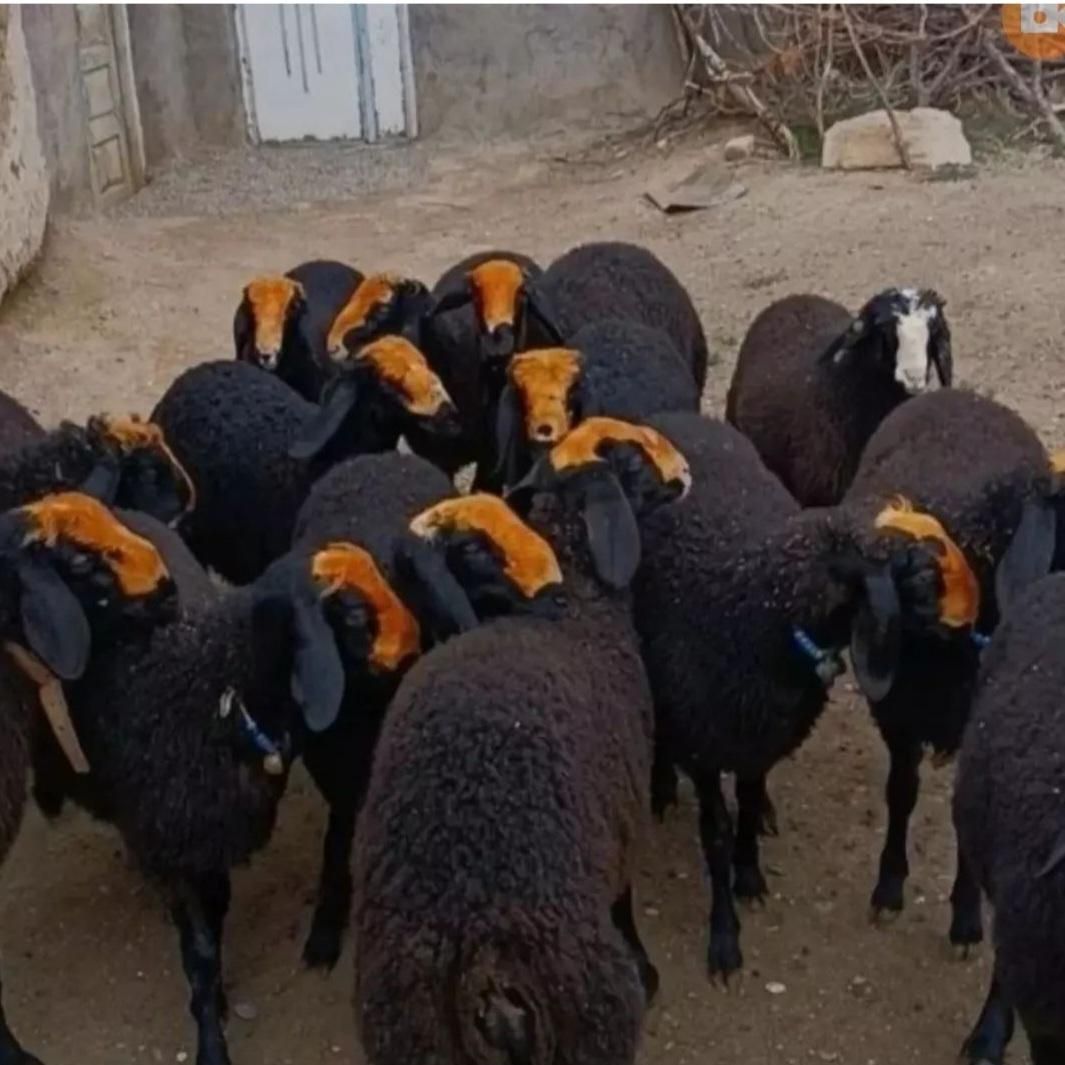 گوسفند زنده نرجوان باقصاب درب منزل تمام تهران|حیوانات مزرعه|تهران, نیروی هوایی (پیروزی)|دیوار