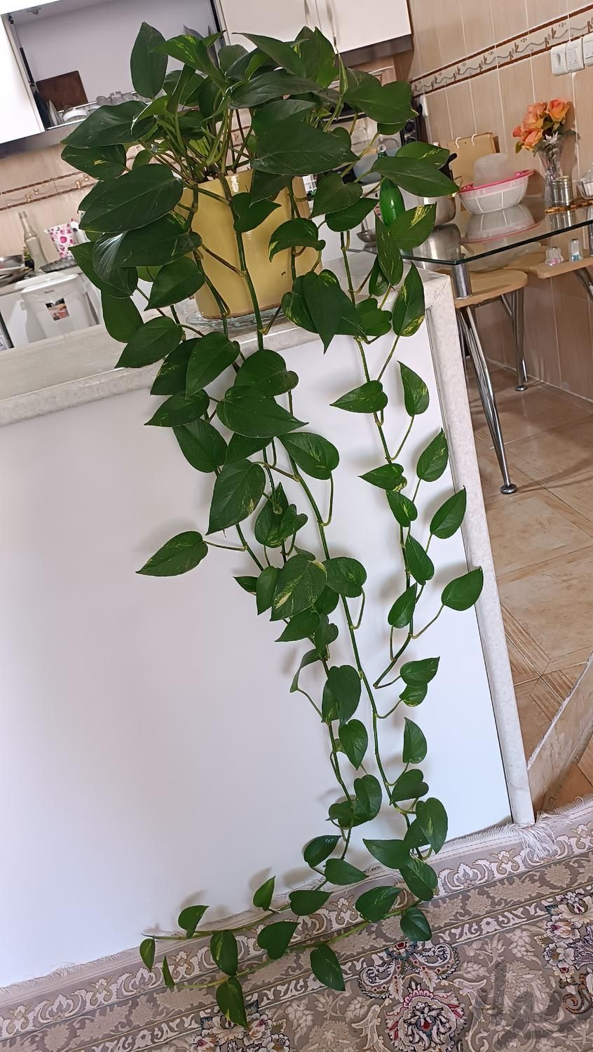 گل پتوس سرحال یک ونیم متری با گلدان سرامیک|گل و گیاه طبیعی|سبزوار, |دیوار