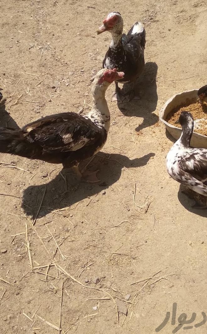 اردک اسرائیلی|حیوانات مزرعه|سیاهکل, |دیوار