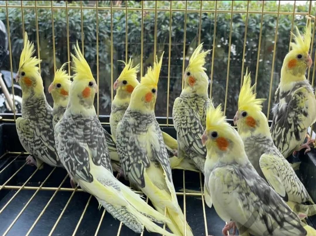سالن عروس هلندی رام دستی سخنگو نر ماده تضمین ۳سال|پرنده|تهران, نواب|دیوار