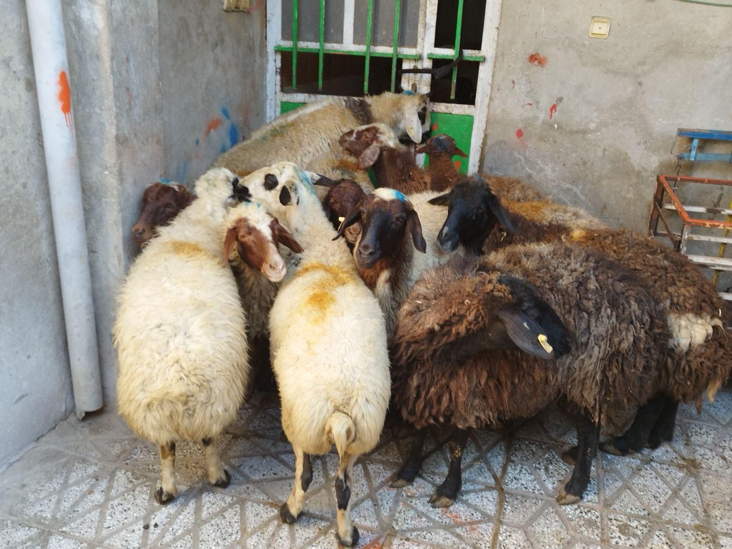 همه نوع گوسفند کشتاری بصورت تکی|حیوانات مزرعه|بروجرد, |دیوار