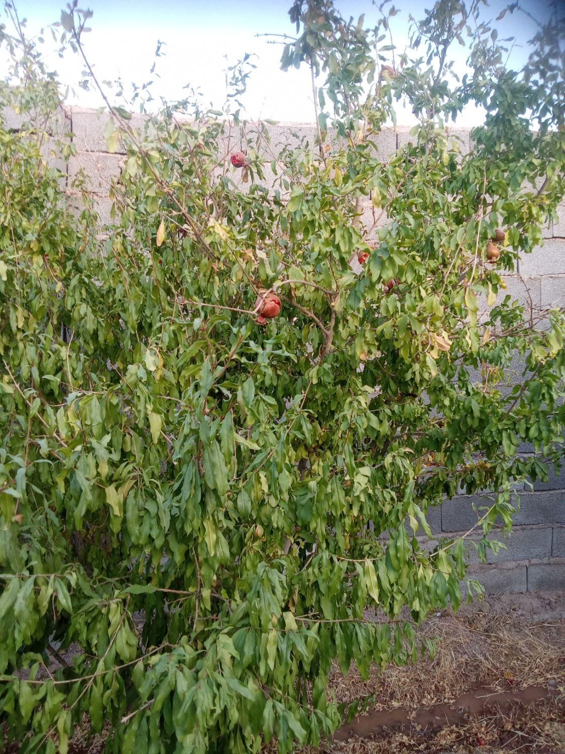 باغبانی خاکبرداری هرص سمپاشی وکود دهی انواع درخت|خدمات باغبانی و درختکاری|کرمان, |دیوار