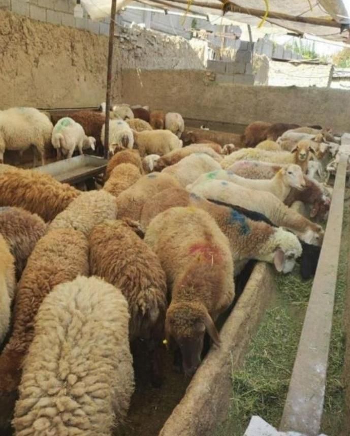 گوسفند قوچ شیشک بره نر چاق زنده ۱۰۰٪ ارگانیکی|حیوانات مزرعه|تهران, شهرک شهید باقری|دیوار