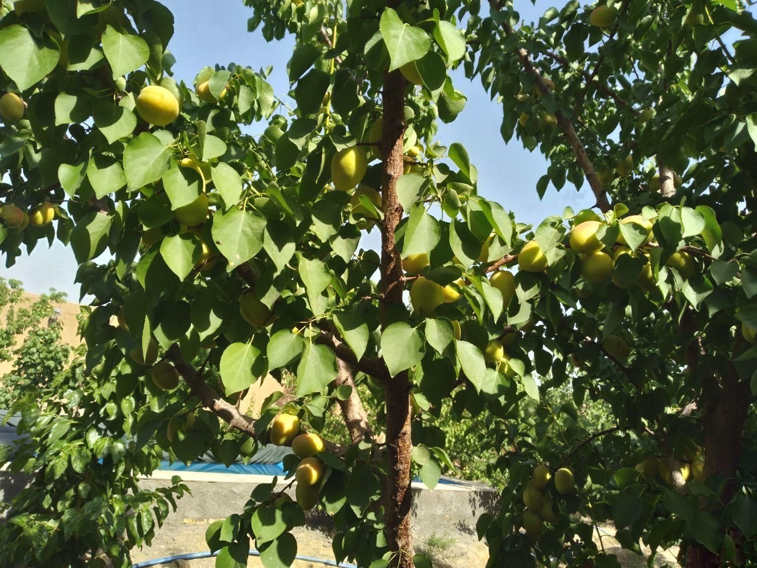 فروش باغ  ۵۰۰ متری ۱ اطاق در گورت جنب باغ رضوان|فروش خانه و ویلا|اصفهان, گورت|دیوار