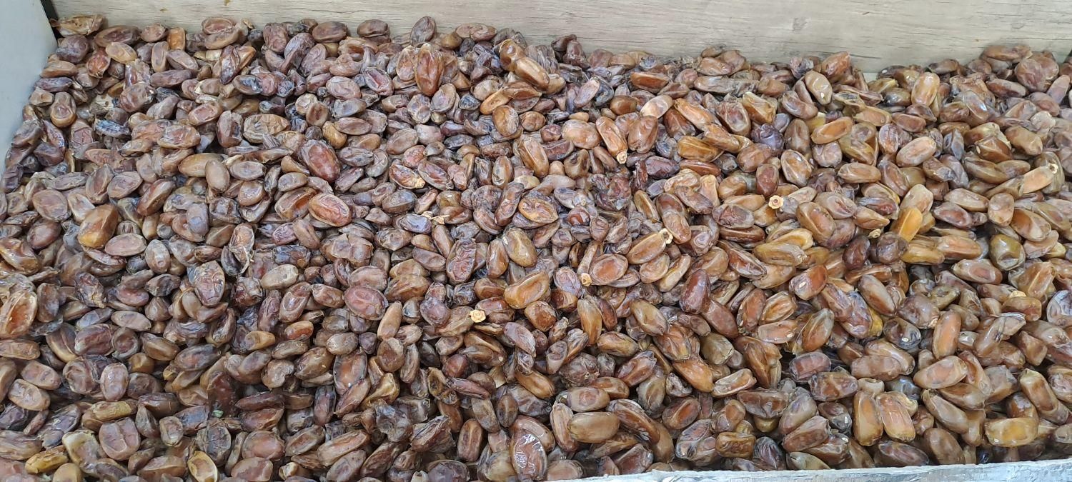 خرمای بی هسته درجه یک|خوردنی و آشامیدنی|قم, وادی السلام|دیوار