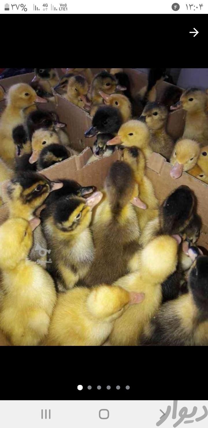 فروش جوجه اردک یک ماهه و دوروزه|حیوانات مزرعه|چمستان, |دیوار