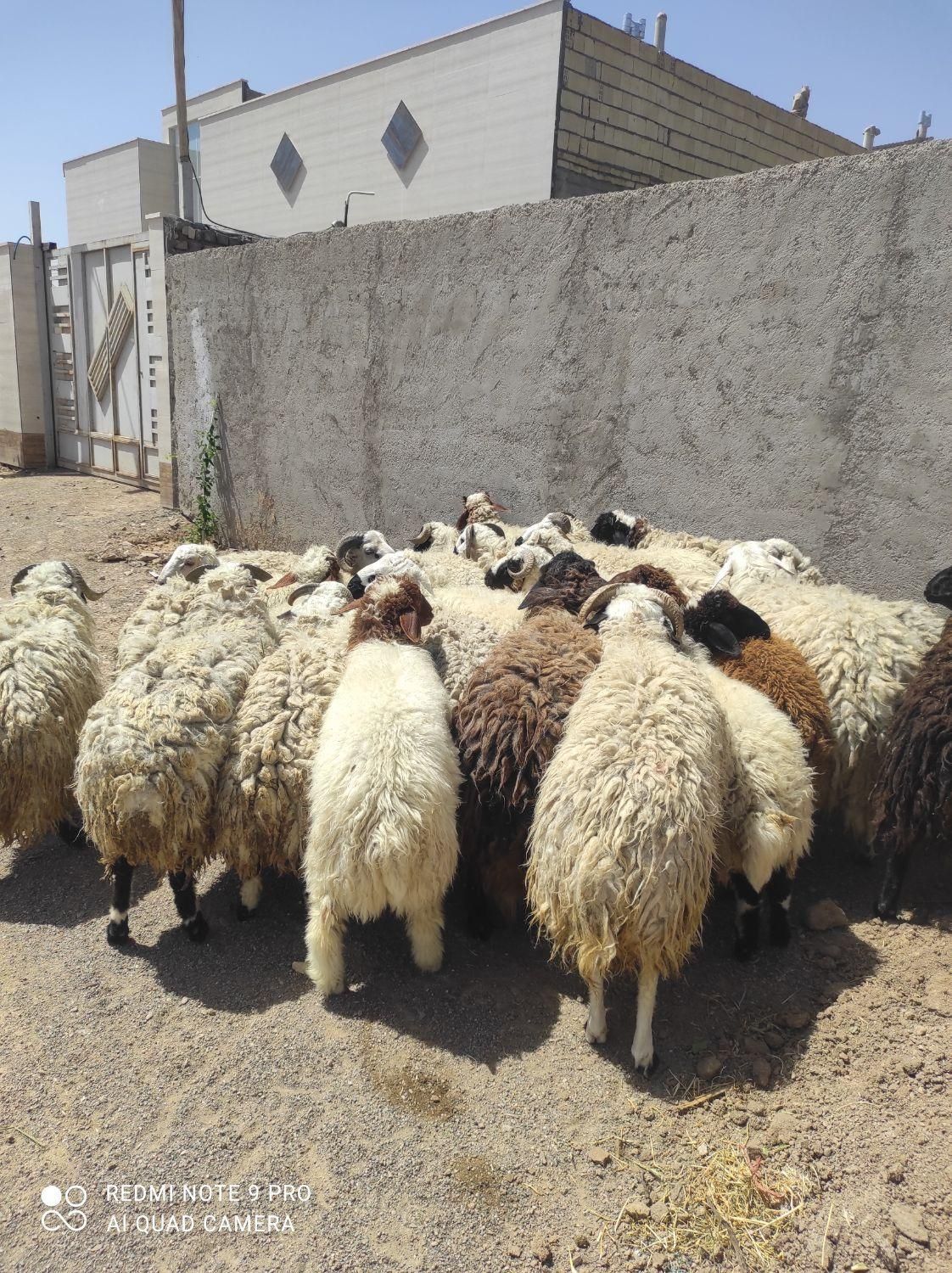 بره گوسفند زنده بومی|عمدهفروشی|شاهینشهر, شهرک گلدیس|دیوار