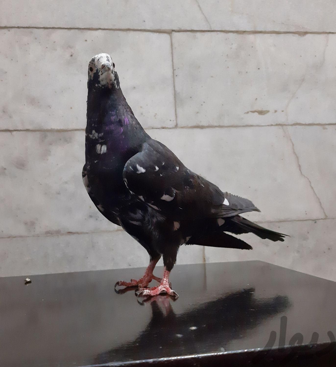 کبوتر،کبوتر پاکستانی|پرنده|اصفهان, ناژوان|دیوار