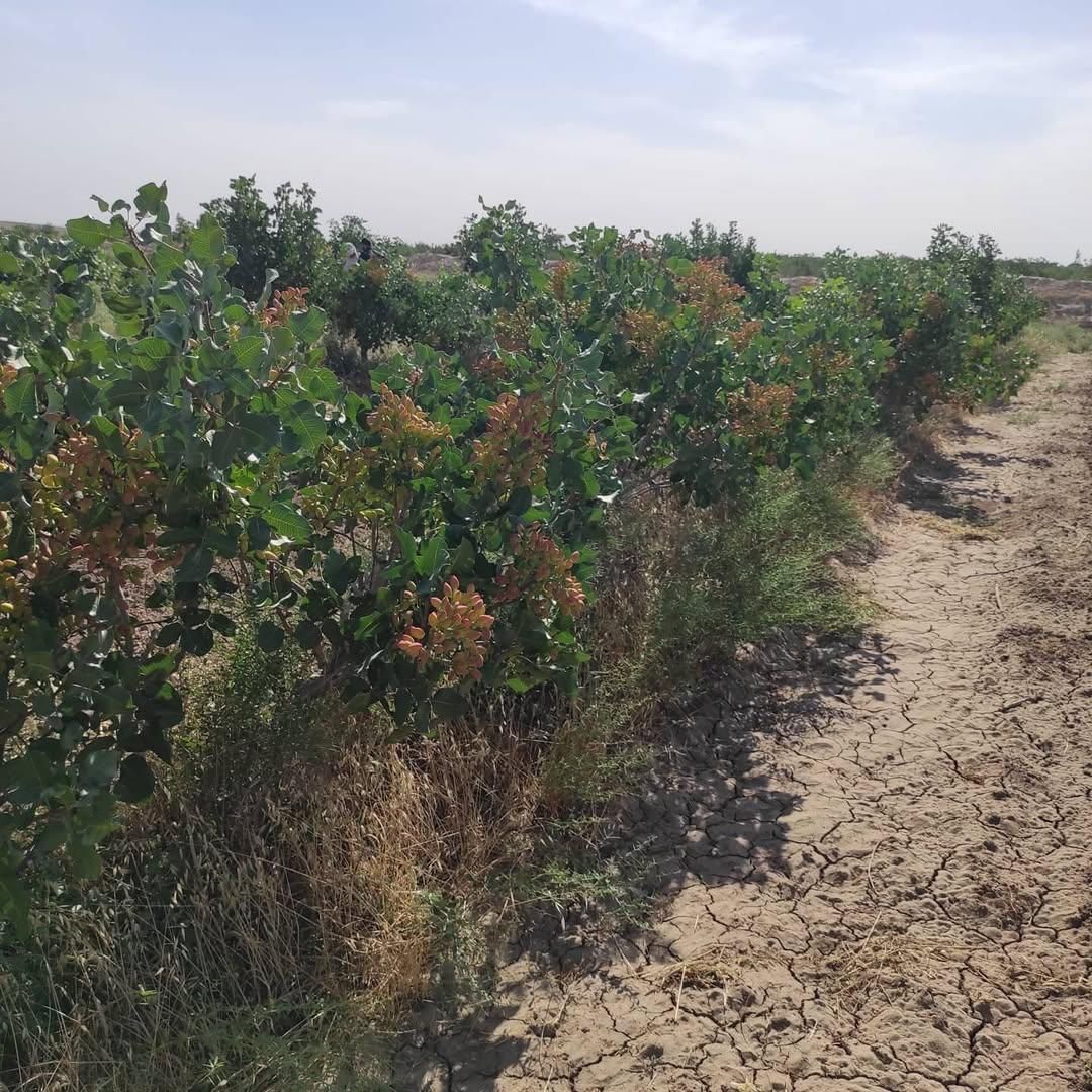 فروش زمین و درخت پسته در روستای نواران|فروش زمین و ملک کلنگی|قم, سراجه|دیوار