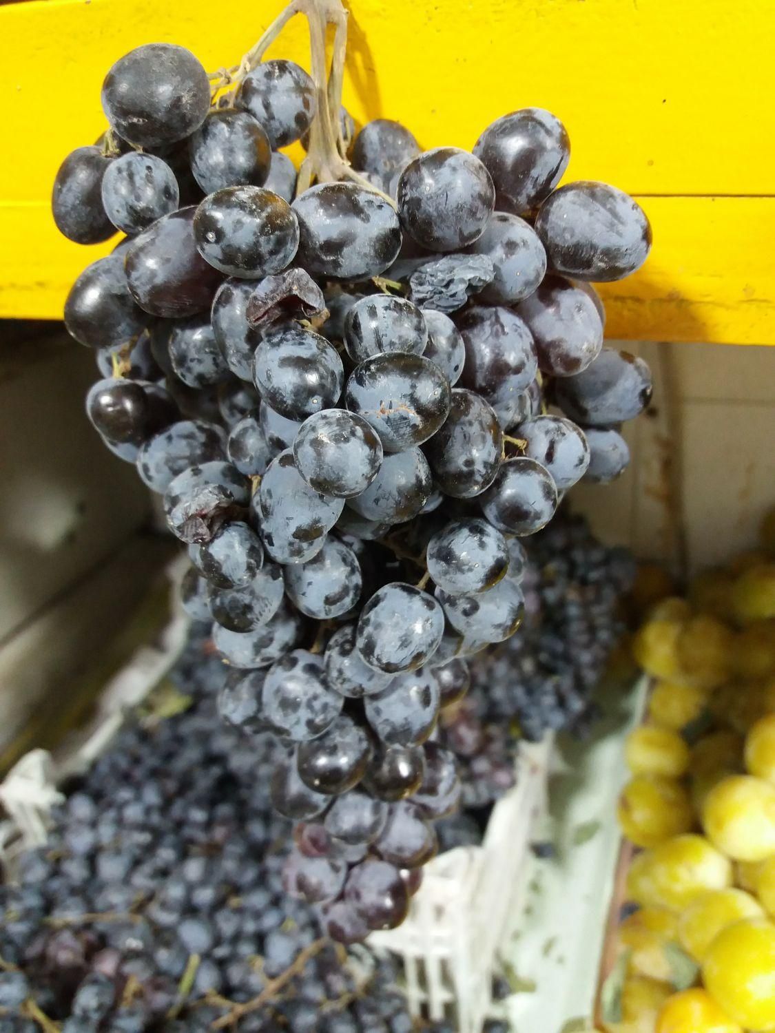 نهال انگور و انار|گل و گیاه طبیعی|اصفهان, ارداجی|دیوار