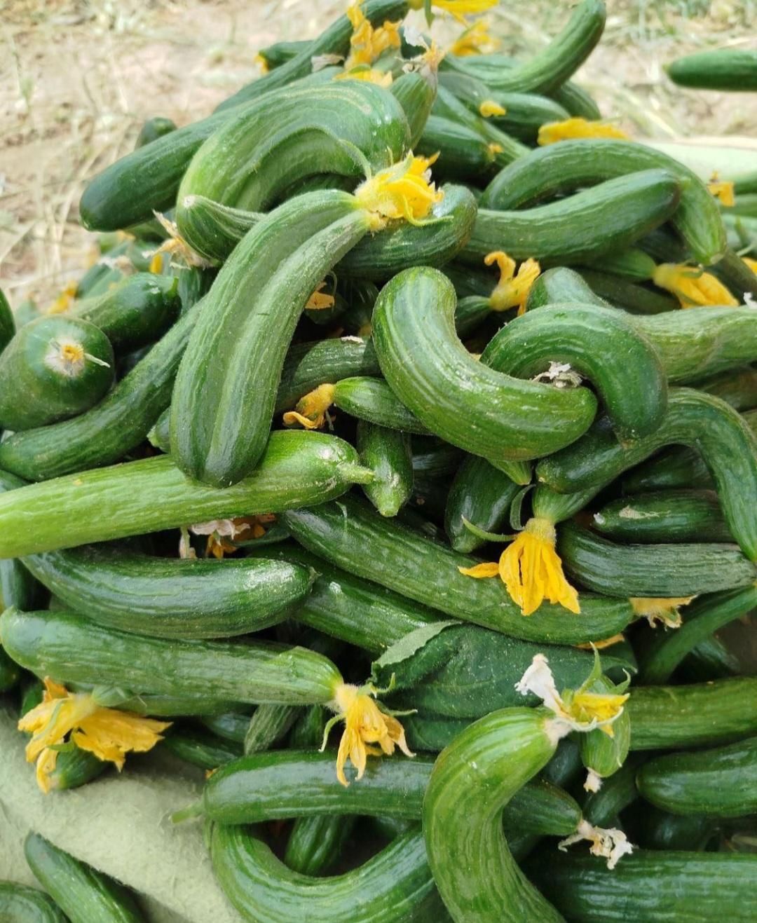 سبزیجات برگ خشک بومی آفتابی جنوب|خوردنی و آشامیدنی|اصفهان, کوی امام|دیوار