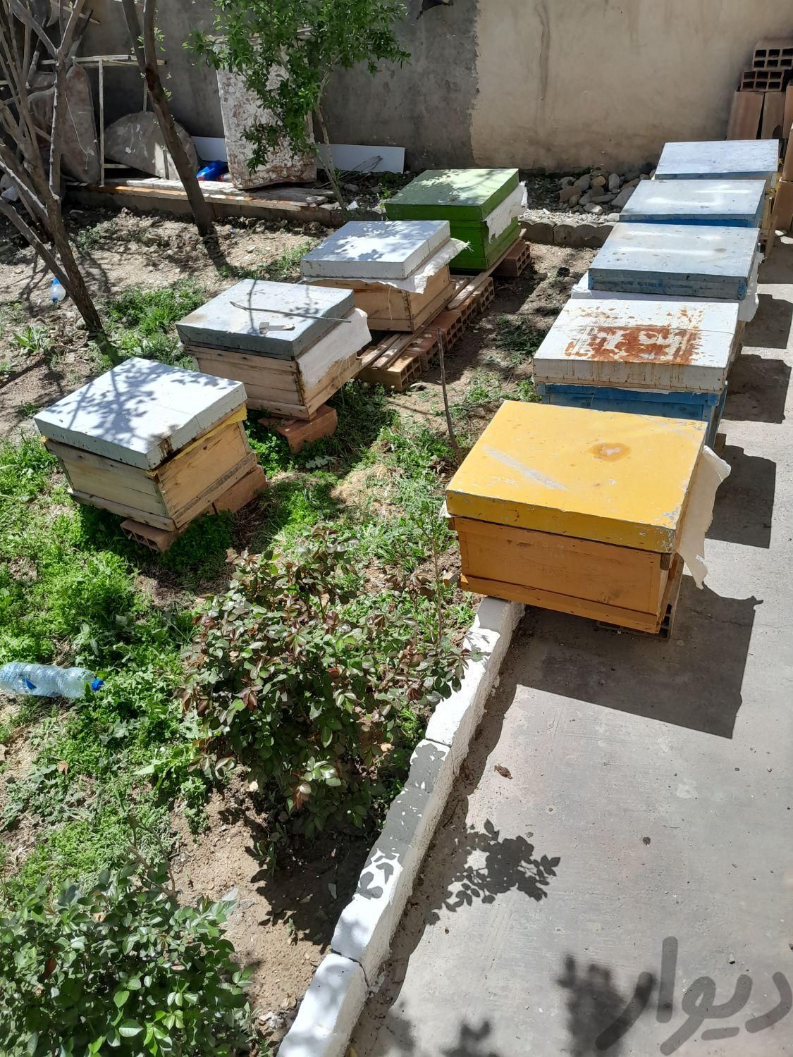 کندو با زنبور|خدمات باغبانی و درختکاری|آبیک, |دیوار