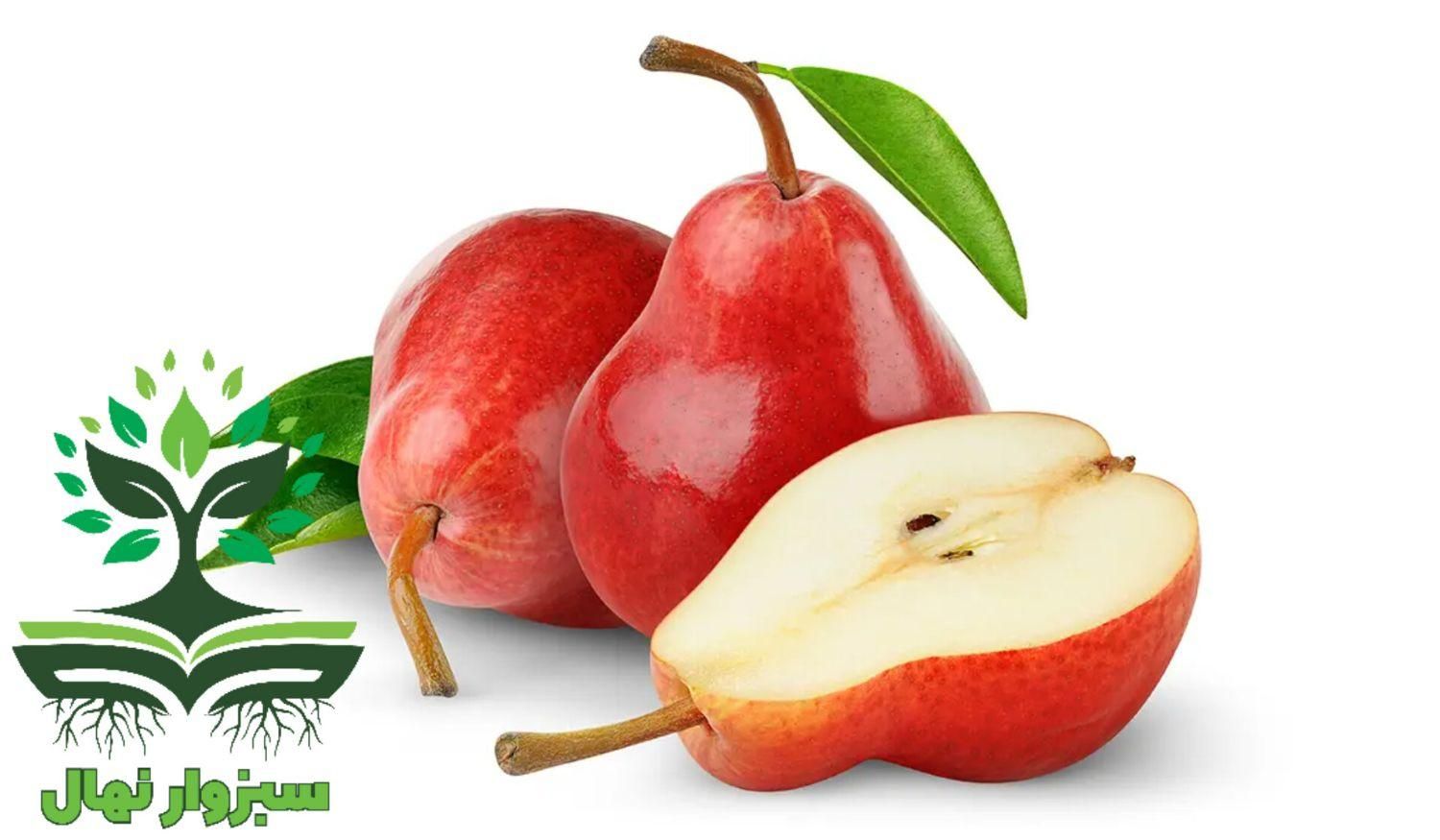 نهال گلابی رد آنجو  (sabzevarnahal)|گل و گیاه طبیعی|سبزوار, کهنه آب|دیوار