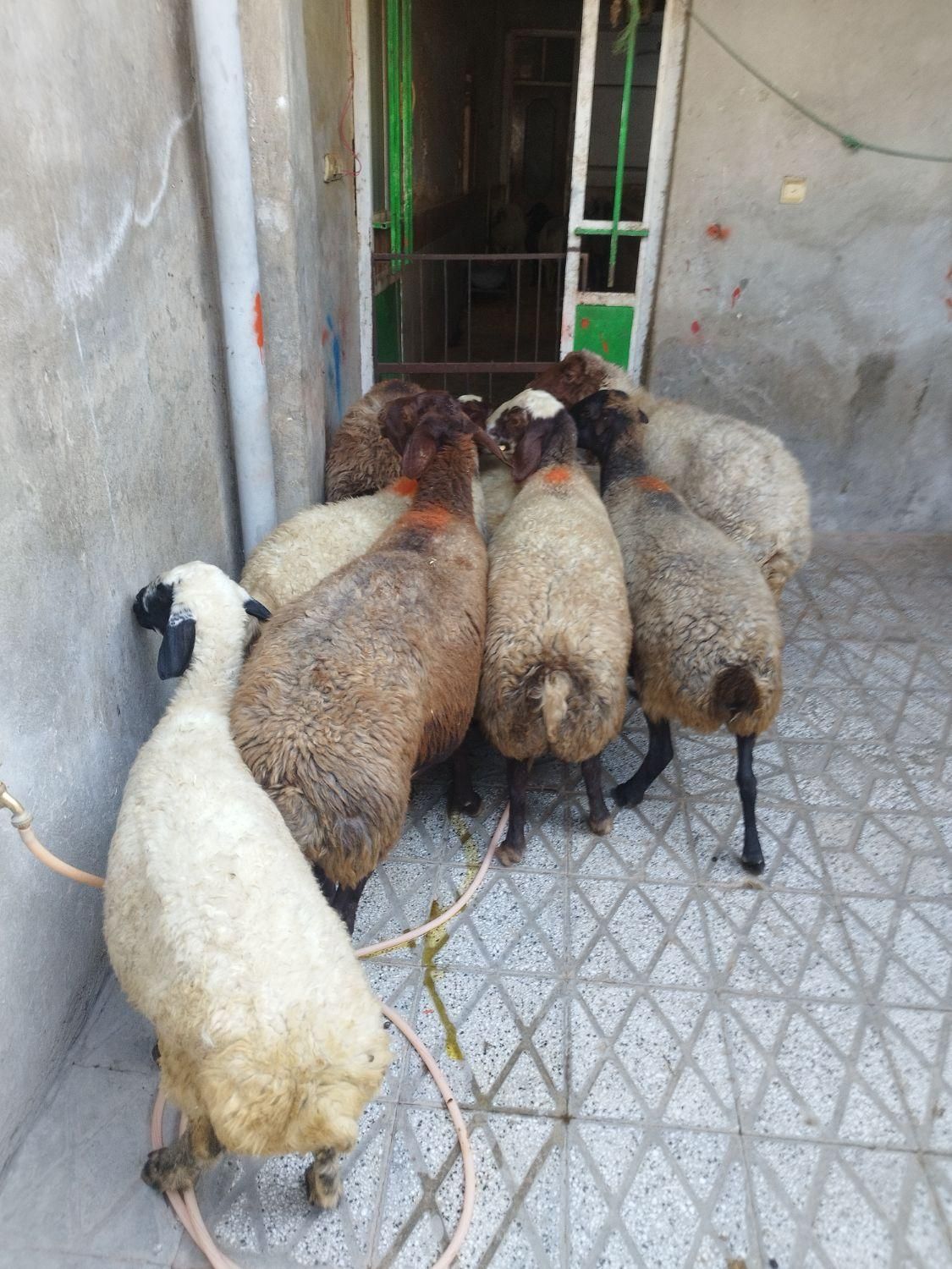 انواع گوسفند چاق چاق روغنیکشتاری|حیوانات مزرعه|بروجرد, |دیوار