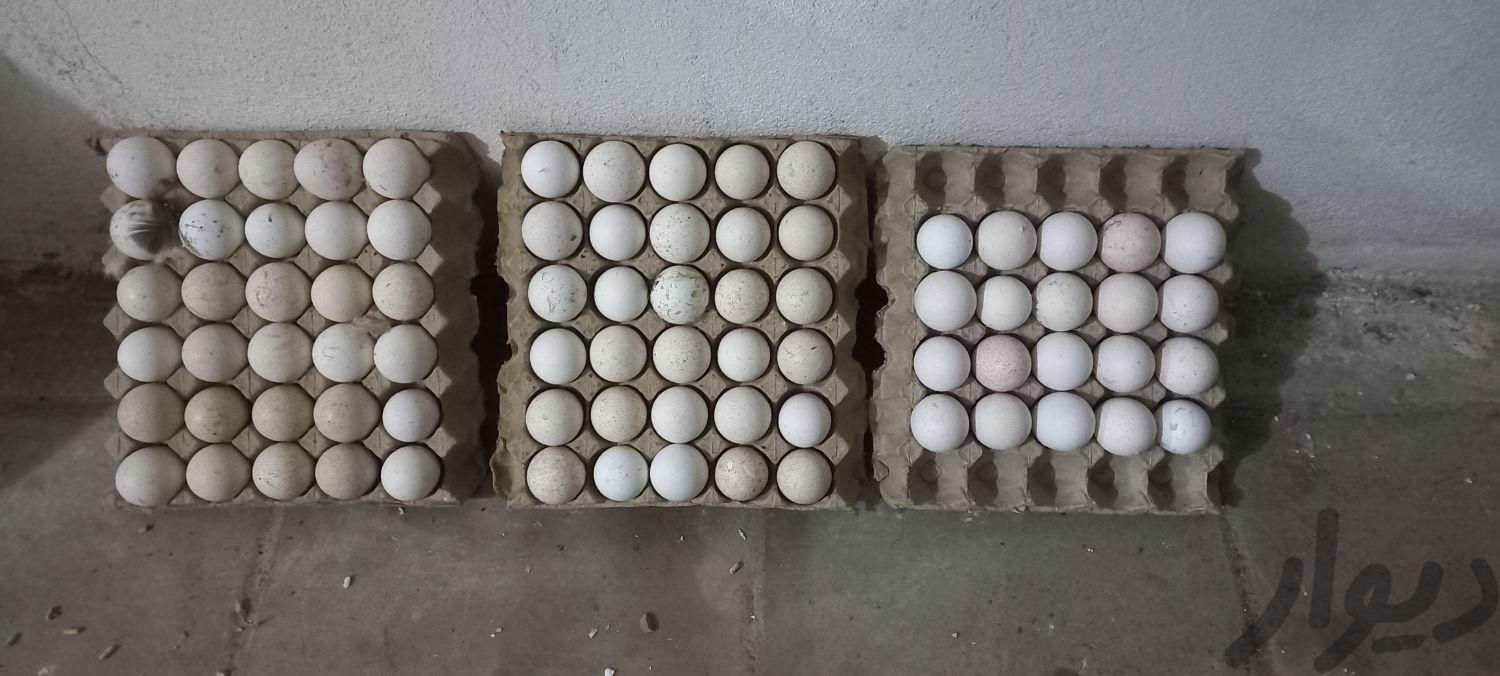 تخم بوقلمون نطفه دار م.یخوام|حیوانات مزرعه|سبزوار, |دیوار