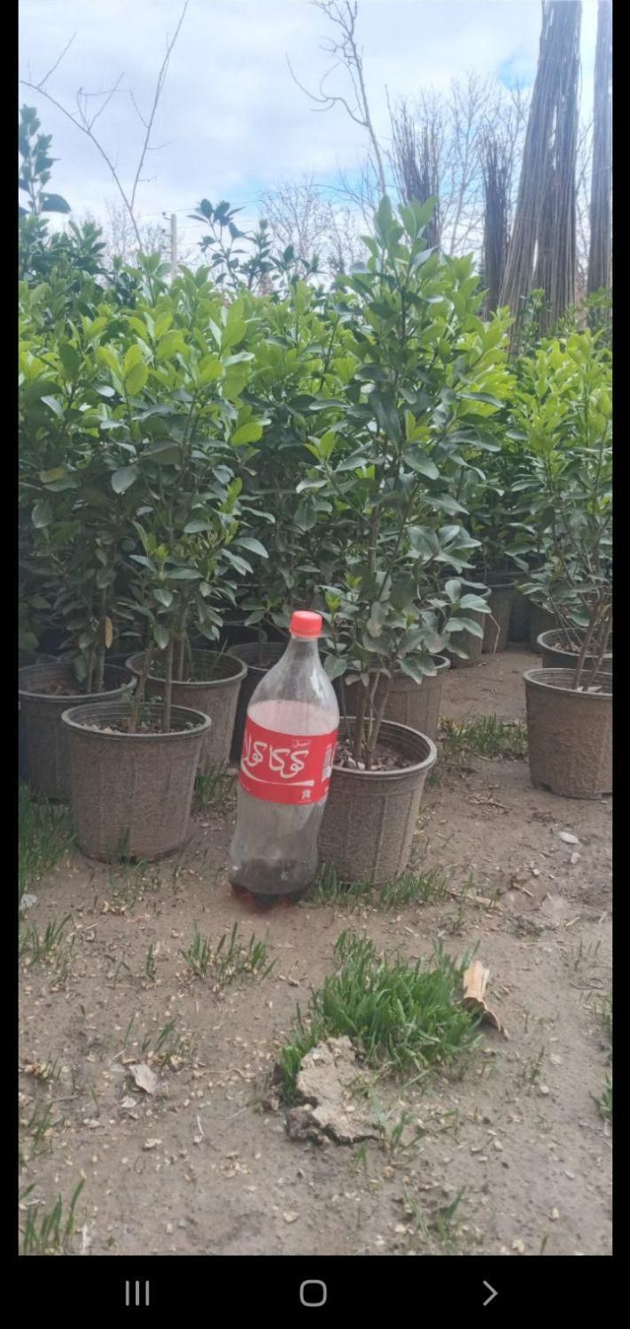 گل رز هلندی ، گل شمشاد و...|خدمات باغبانی و درختکاری|فردیس, |دیوار