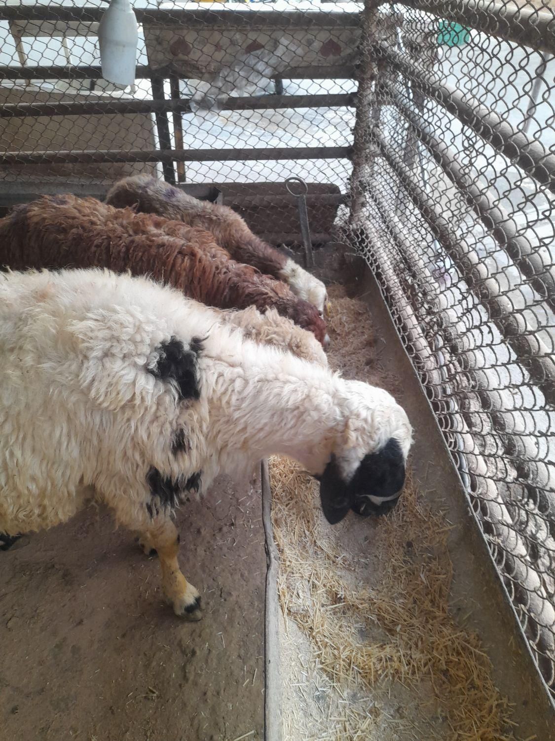 زنده  فروشی  بزغاله گوسفند با قصاب سلامت *۱۰۰*|حیوانات مزرعه|تهران, گیشا|دیوار