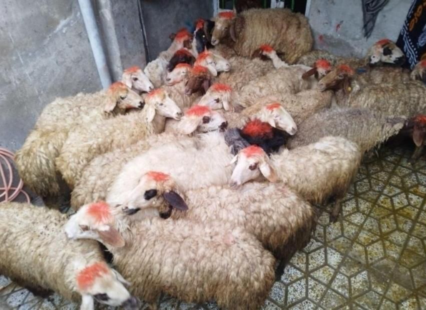 گوسفندوشیشکچاقگوشتی کشتاری|حیوانات مزرعه|بروجرد, |دیوار