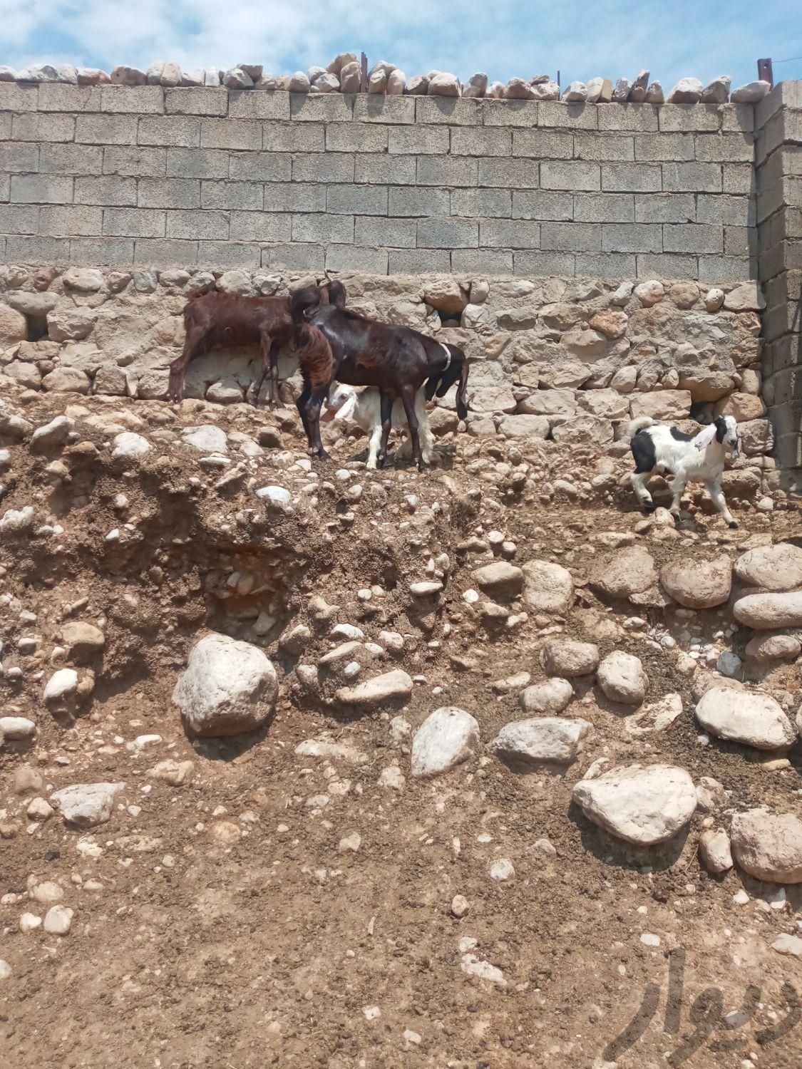 دو عدد بز پاکستانی|حیوانات مزرعه|اندیمشک, |دیوار
