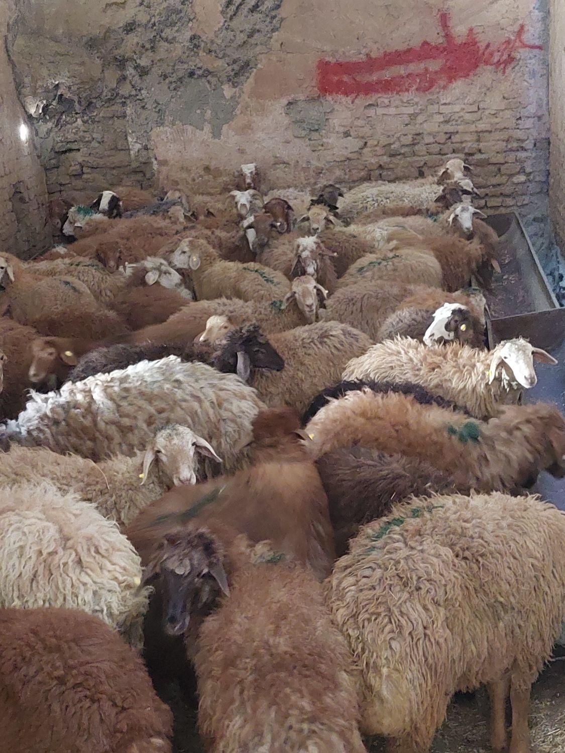 گوسفند افشاری و بره مغانی   زنده با قصاب|حیوانات مزرعه|ملارد, |دیوار