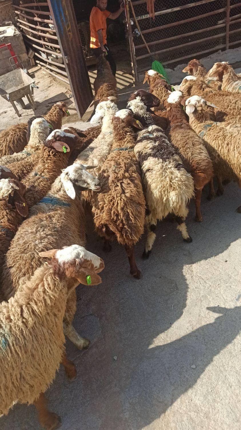 گوسفند زنده کم دنبه کم چربی|حیوانات مزرعه|تهران, بریانک|دیوار