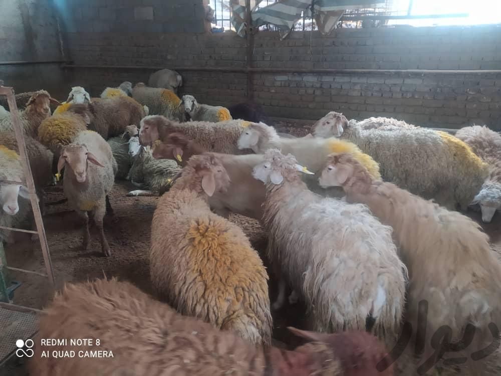 گوسفند زنده درب منزل با قصاب 24ساعته جایگاه رسمی|حیوانات مزرعه|تهران, باغ فیض|دیوار