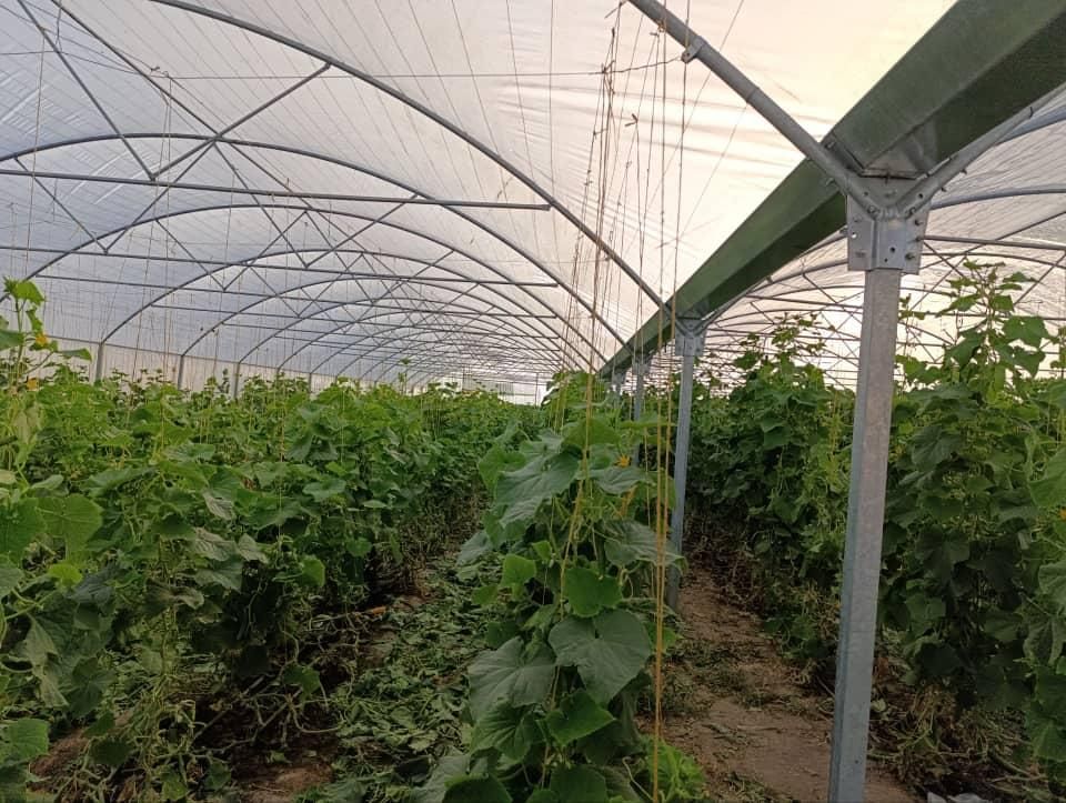 گلخانه از صفر تا صد|خدمات باغبانی و درختکاری|کرج, گوهردشت|دیوار