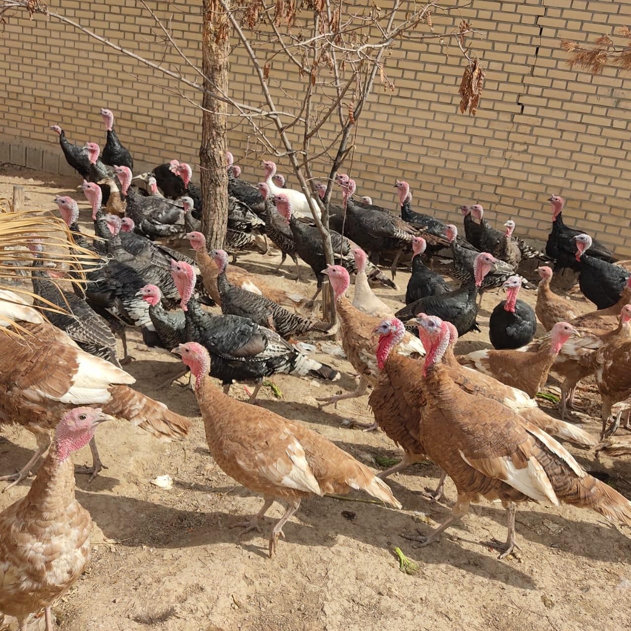 خرید و فروش انواع بوقلمون|حیوانات مزرعه|اصفهان, رهنان|دیوار