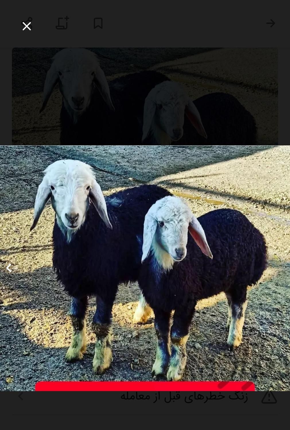 کاروانسرای افشار عرضه بره و گوسفند نر شبانه روزی|حیوانات مزرعه|تهران, یافت‌آباد|دیوار