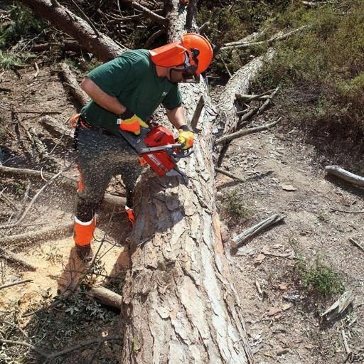 خرید چوب و اره موتوری|خدمات باغبانی و درختکاری|ارومیه, |دیوار