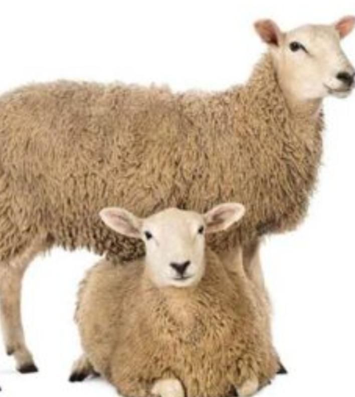دامپروری نروماده چاق گوشتی باقصاب|حیوانات مزرعه|تهران, جیحون|دیوار