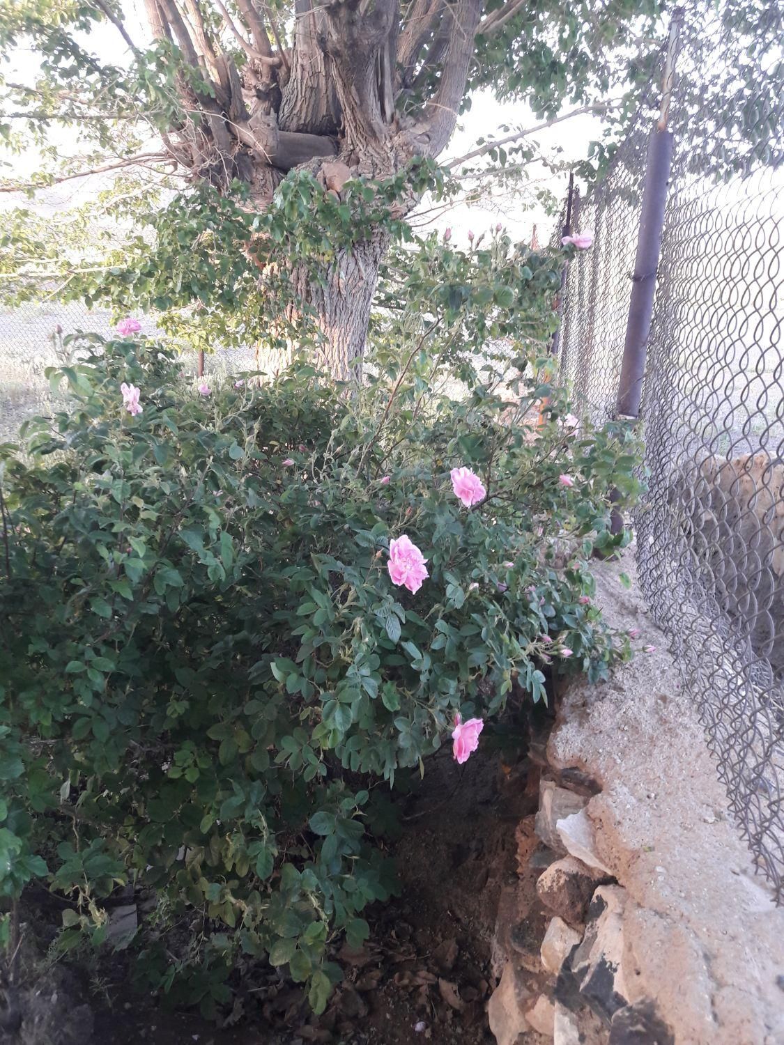 خدمات باغ وباغچه(تمام خدمات باغبانی و درختکاری )|خدمات باغبانی و درختکاری|شاهین‌شهر, |دیوار