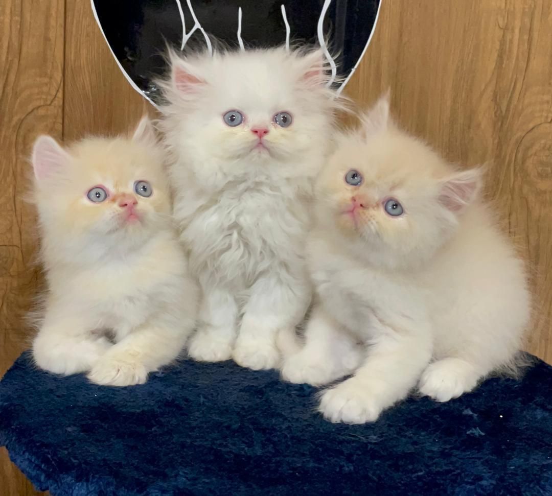 بچه گربه های اصیل نژاد دار گوگولی|گربه|کرج, دولت‌آباد|دیوار