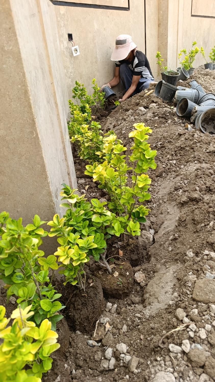 فضای سبز و باغبانی|گل و گیاه طبیعی|اصفهان, باتون|دیوار