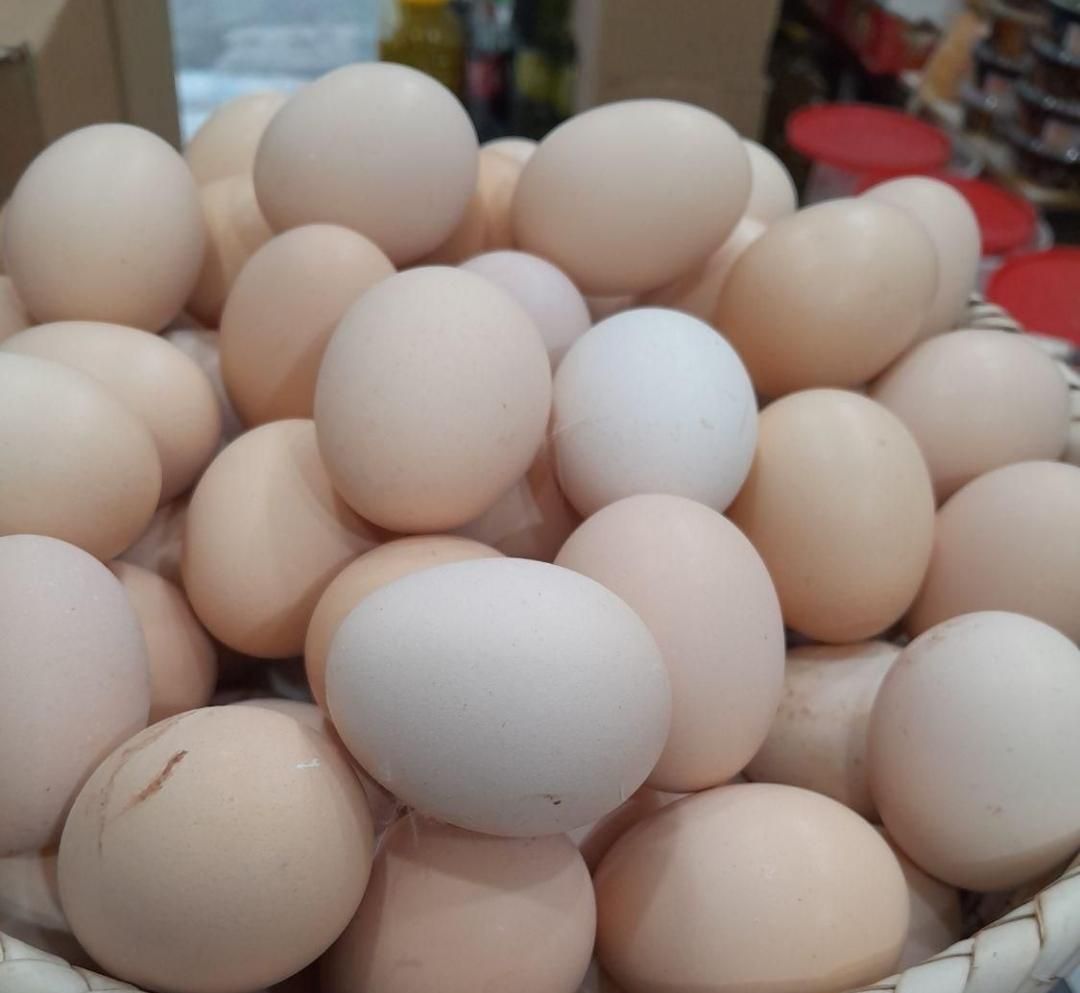 پخش مرغ اردک غاز بوقلمون بلدرچی.ن و ...|خوردنی و آشامیدنی|زنجان, |دیوار
