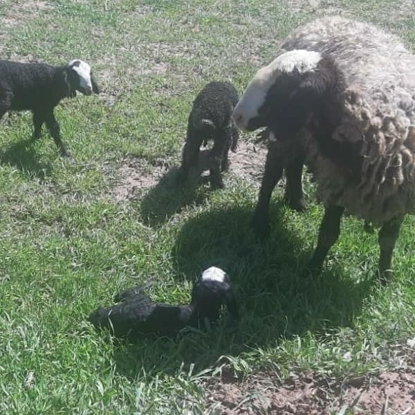 کرمان ارسال میگردد میش شال قوچ ژن گوسفند 2بره|حیوانات مزرعه|کرمان, |دیوار