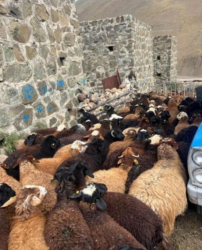 پخش گوسفند کشتاری کل کرج بدون تعطیلی زنده فروشی|حیوانات مزرعه|محمدشهر, |دیوار