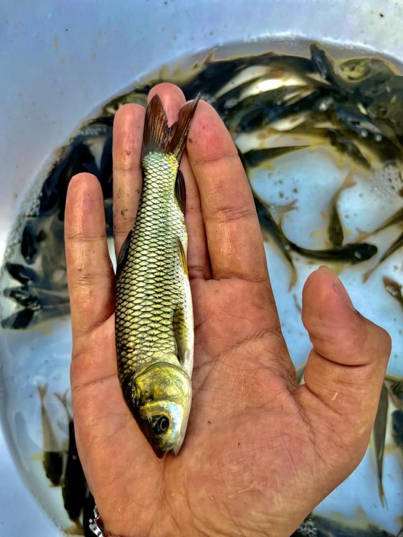 کپور طلایی آمور لهستانی مناسب استخر کشاورزی|ماهی|مشهد, امام رضا (ع)|دیوار