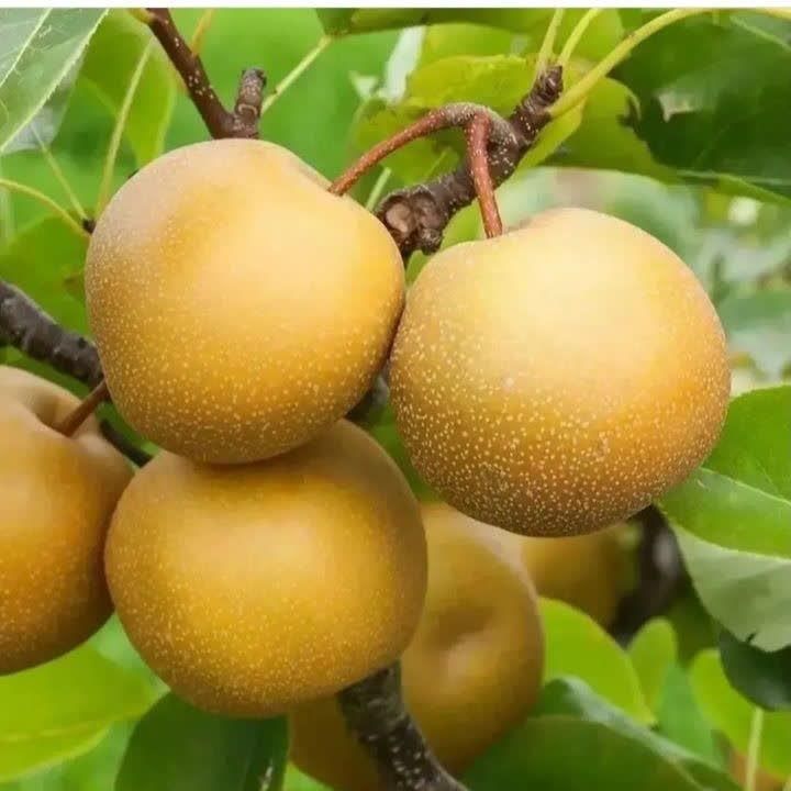 نهال های گلابی اسپادانا بیروتی درگزی گلدانی باردار|خدمات باغبانی و درختکاری|کرمانشاه, |دیوار