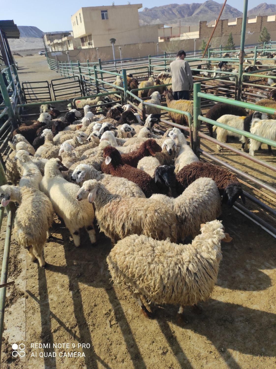 بره گوسفند زنده بومی|عمدهفروشی|شاهینشهر, شهرک گلدیس|دیوار